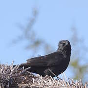 Chopi Blackbird