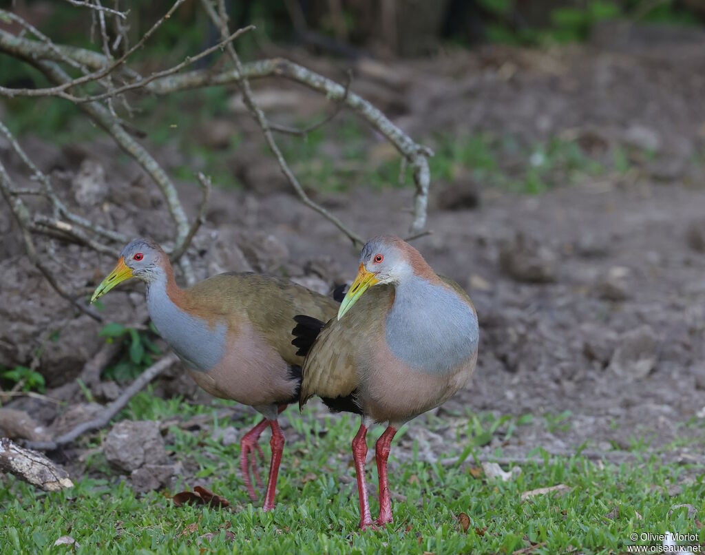 Giant Wood Rail