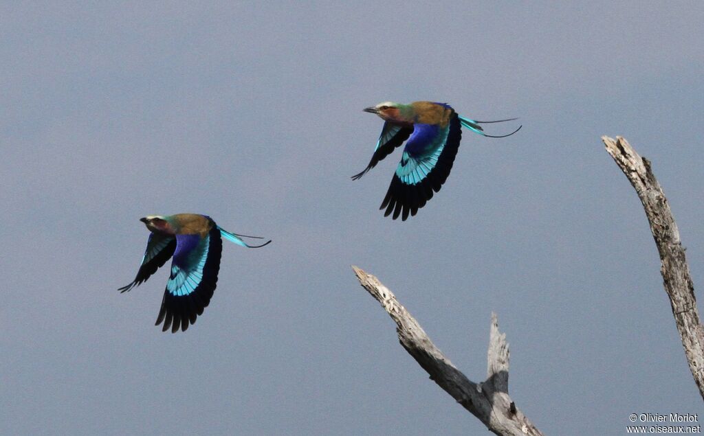 Lilac-breasted Roller