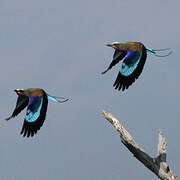 Lilac-breasted Roller