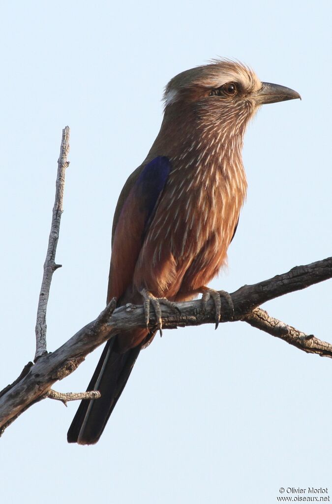 Purple Roller