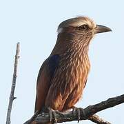 Purple Roller