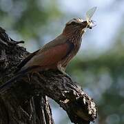 Purple Roller