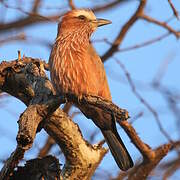 Purple Roller