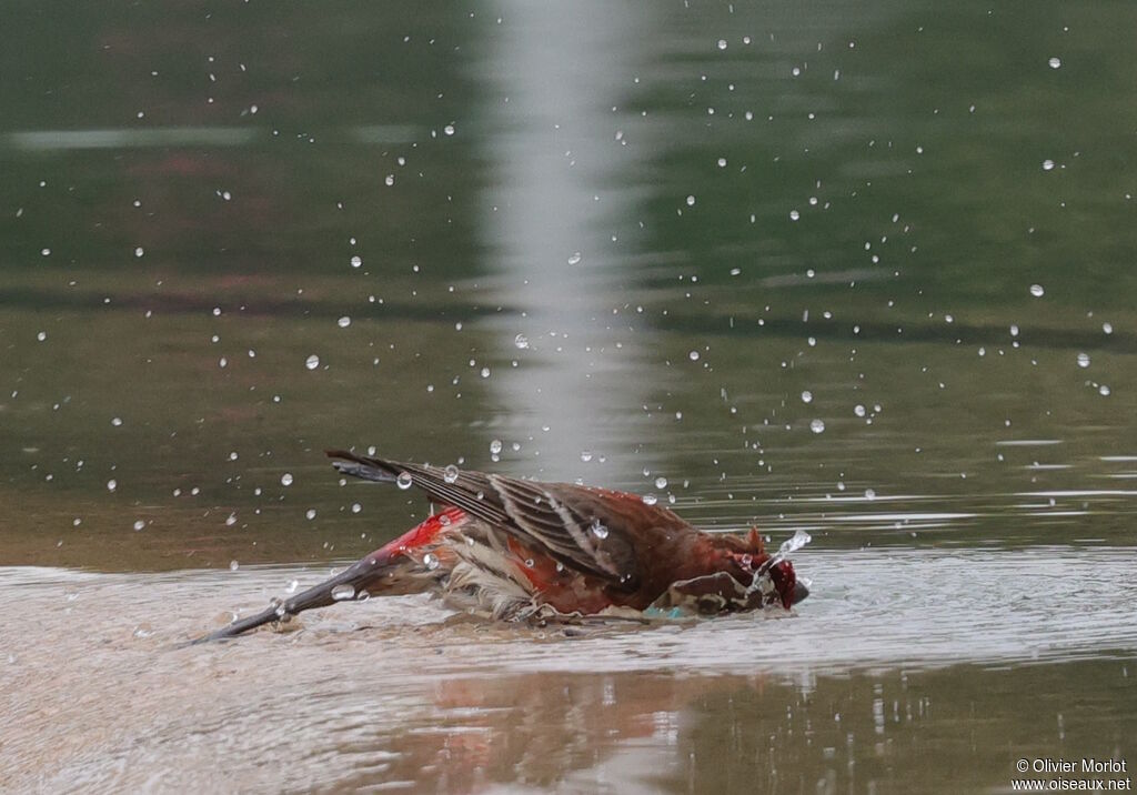 House Finch male