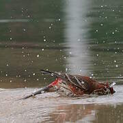 House Finch