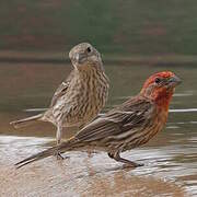 House Finch