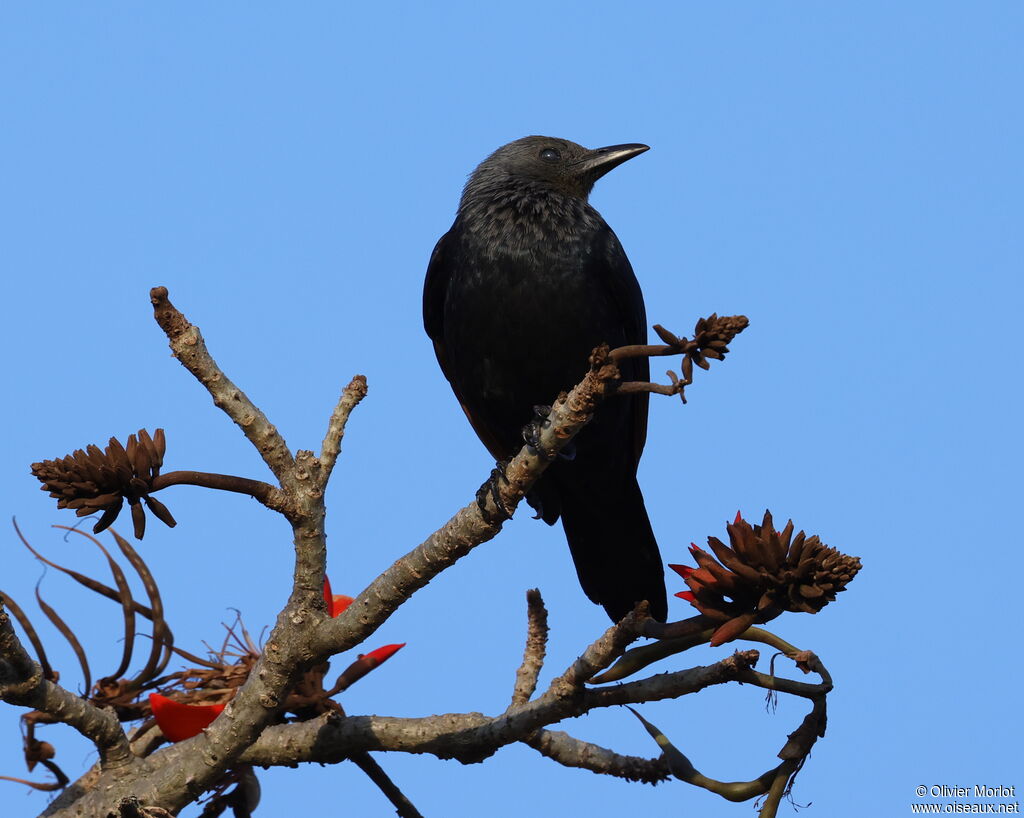 Red-winged Starling