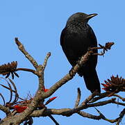 Red-winged Starling