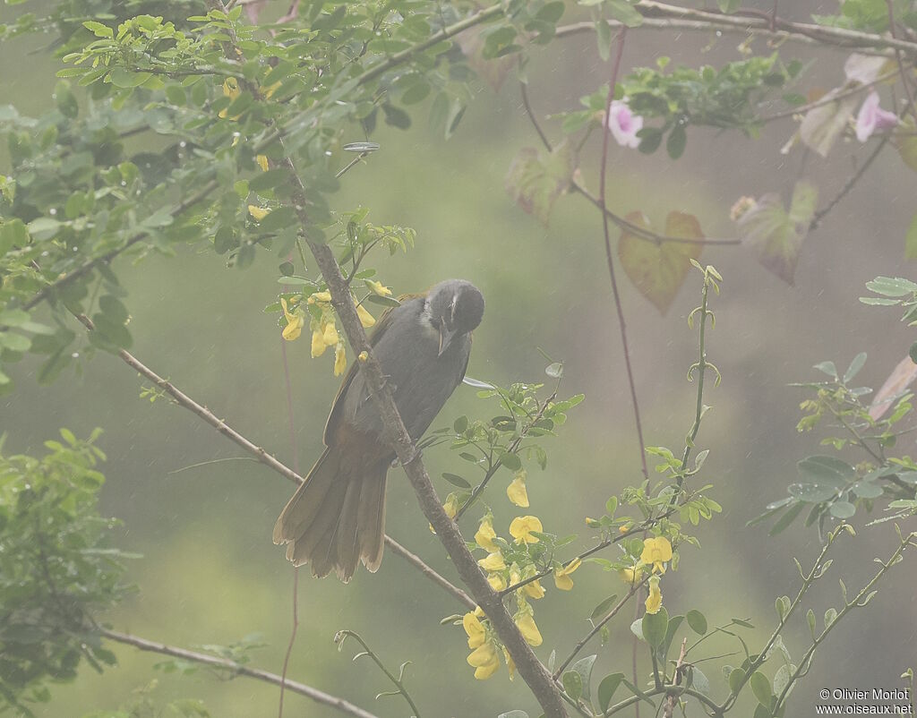 Saltator à tête noire