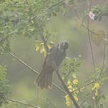 Saltator à tête noire