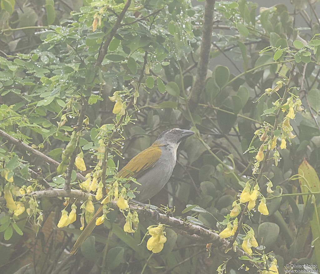 Black-headed Saltator