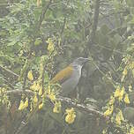 Saltator à tête noire