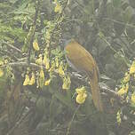 Saltator à tête noire