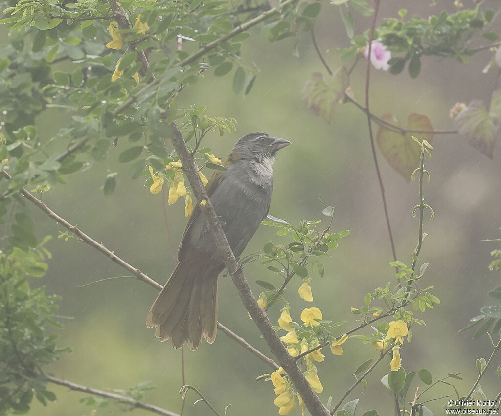 Black-headed Saltator