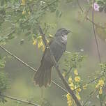 Saltator à tête noire