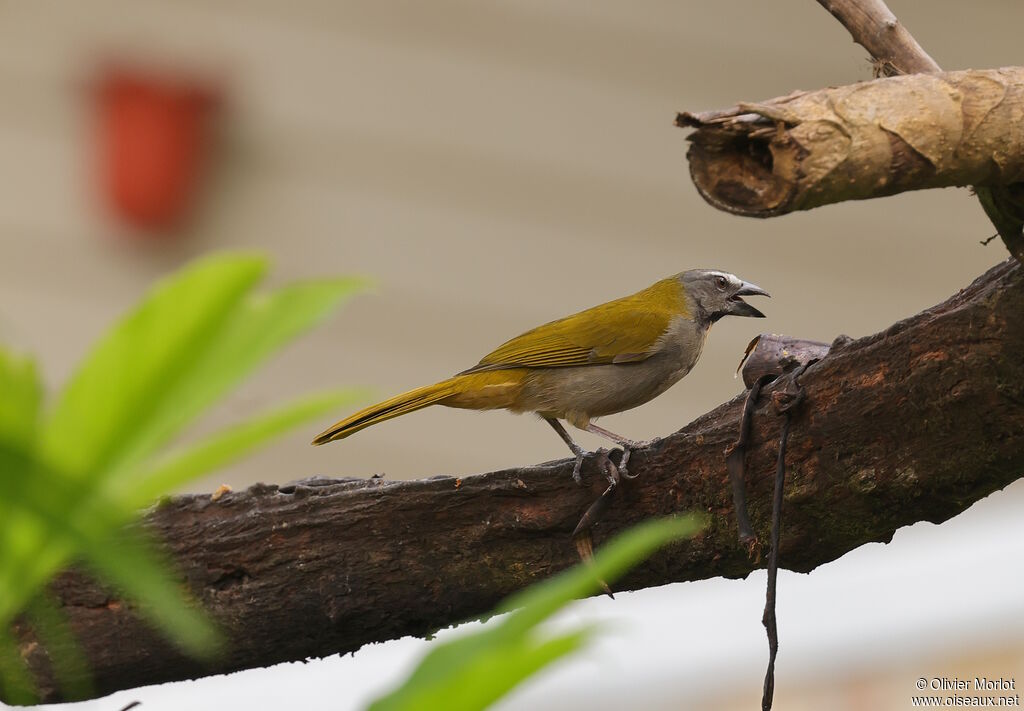 Saltator des grands-bois