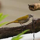Saltator des grands-bois