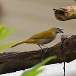 Saltator des grands-bois