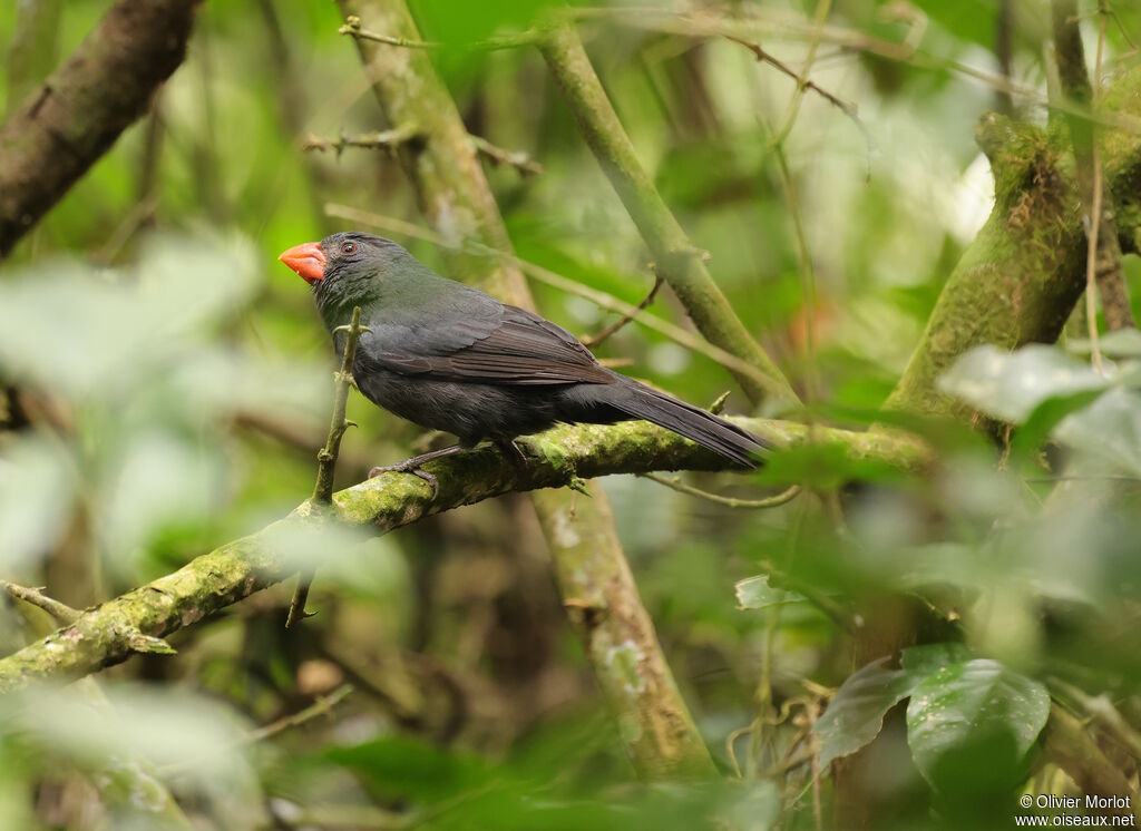 Saltator fuligineux