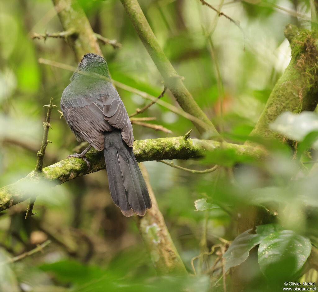 Saltator fuligineux