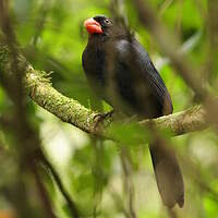 Saltator fuligineux
