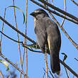 Saltator gris