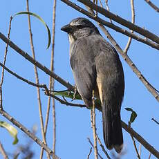 Saltator gris