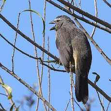 Saltator gris