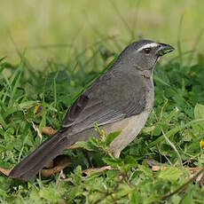 Saltator gris
