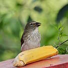 Saltator strié