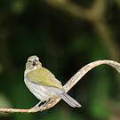 Saltator strié