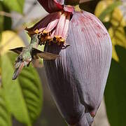 Xantus's Hummingbird