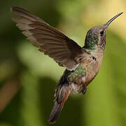 Xantus's Hummingbird