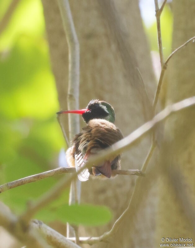 Xantus's Hummingbird male