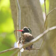 Xantus's Hummingbird