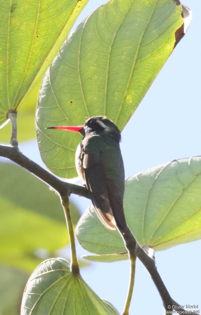 Xantus's Hummingbird male