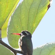 Xantus's Hummingbird