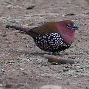 Pink-throated Twinspot