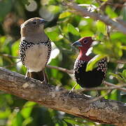 Pink-throated Twinspot