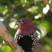 Pink-throated Twinspot