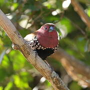 Pink-throated Twinspot