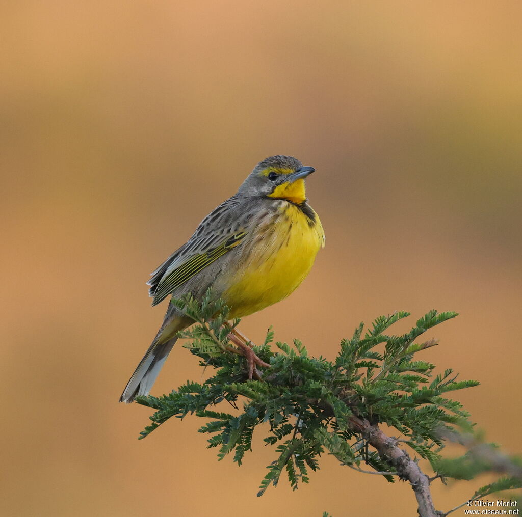 Yellow-throated Longclaw