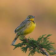 Yellow-throated Longclaw