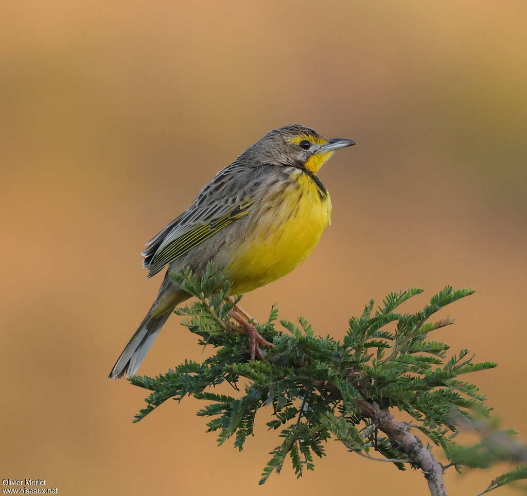 Yellow-throated Longclaw