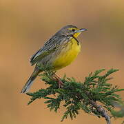 Yellow-throated Longclaw