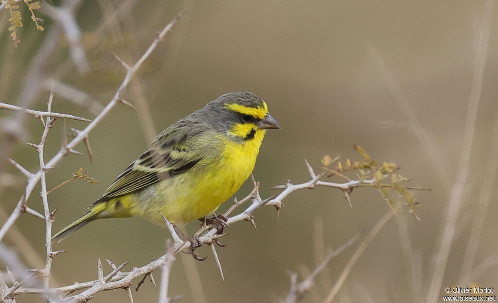 Serin du Mozambique