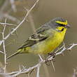 Serin du Mozambique