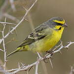 Serin du Mozambique