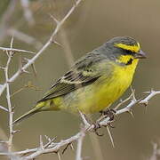 Yellow-fronted Canary